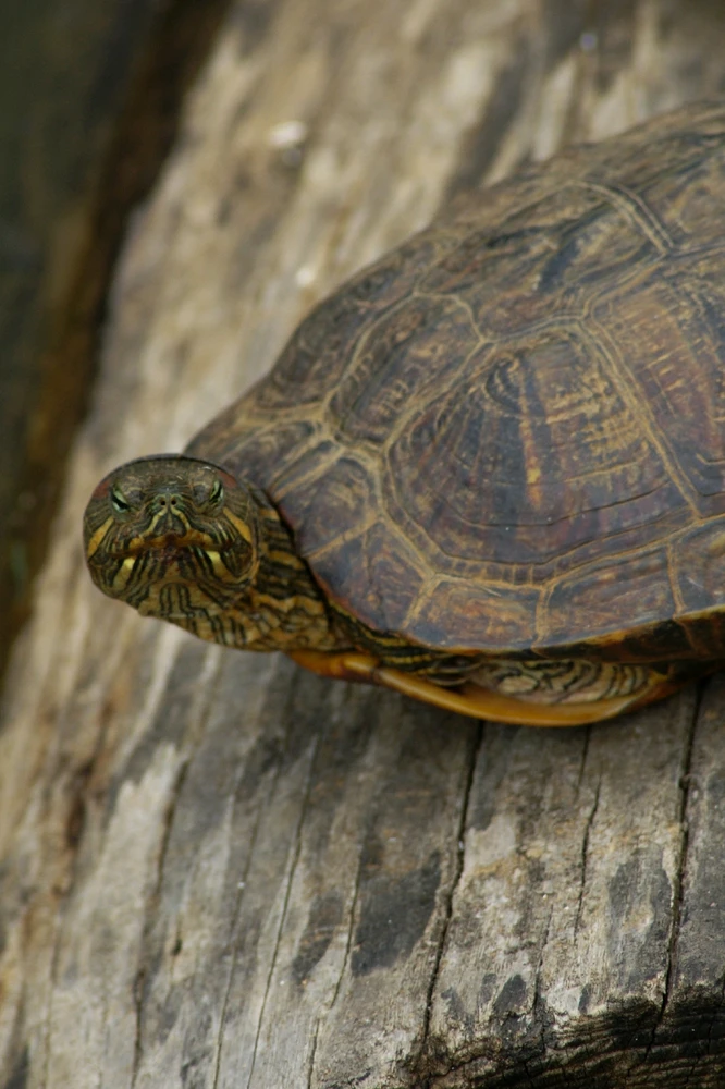 Image uploaded by Veronica