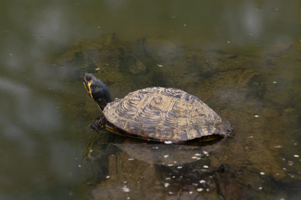 Image uploaded by Veronica