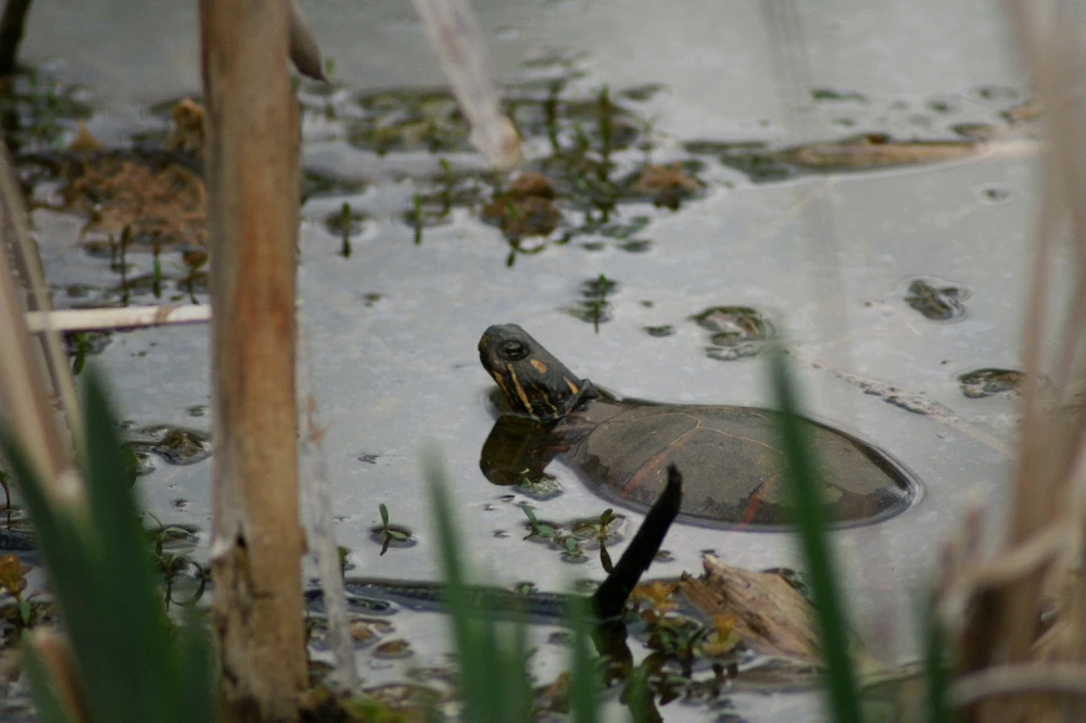 Image uploaded by Veronica