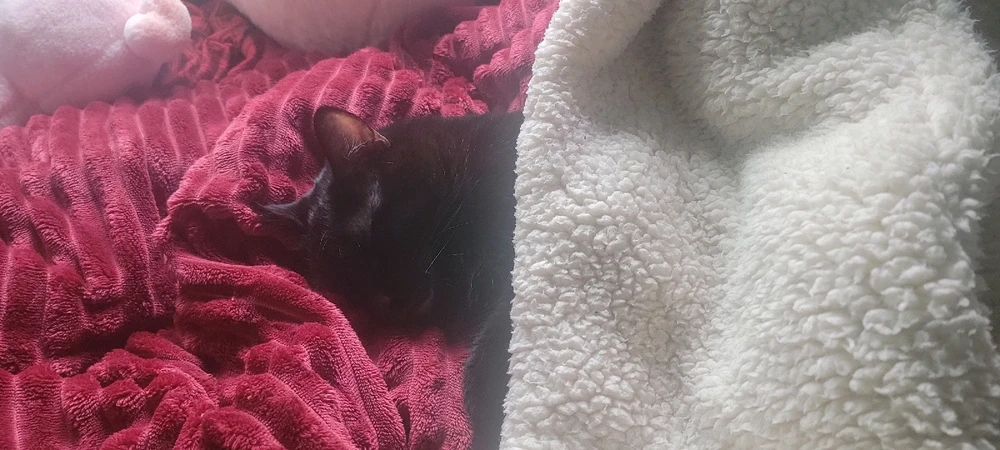 Imagen subida por Eliasib