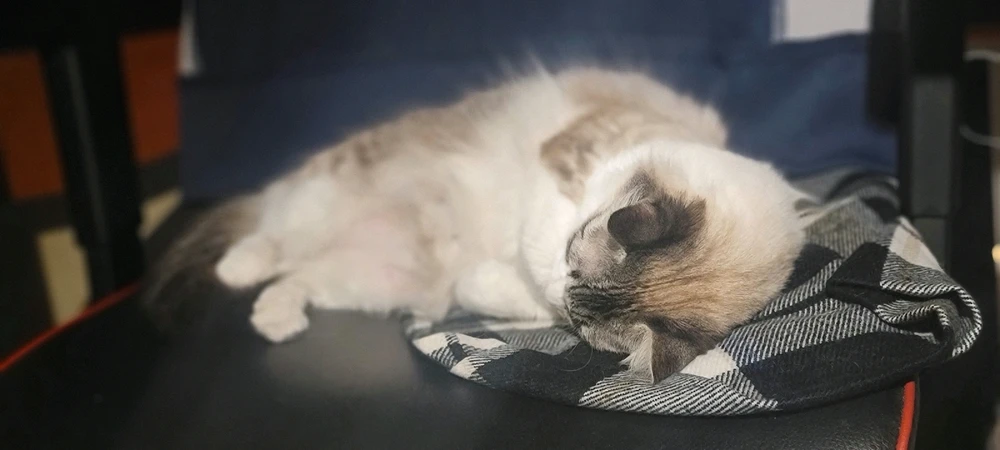 Imagen subida por Eliasib