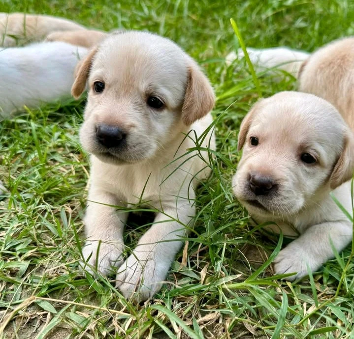 Cuties 😍🌷❤️