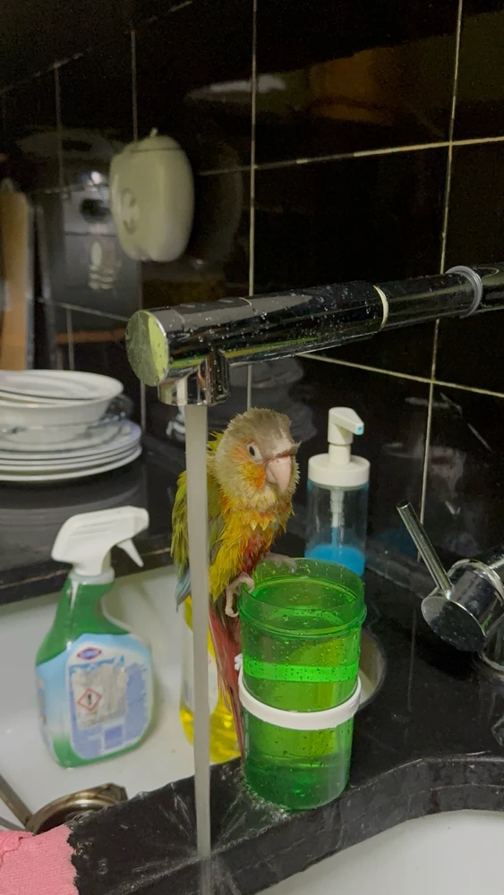 Gambar diunggah dening TifaRobert