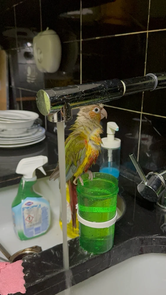 Gambar diunggah dening TifaRobert