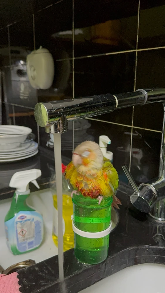 Gambar diunggah dening TifaRobert