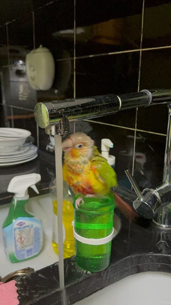 Gambar diunggah dening TifaRobert