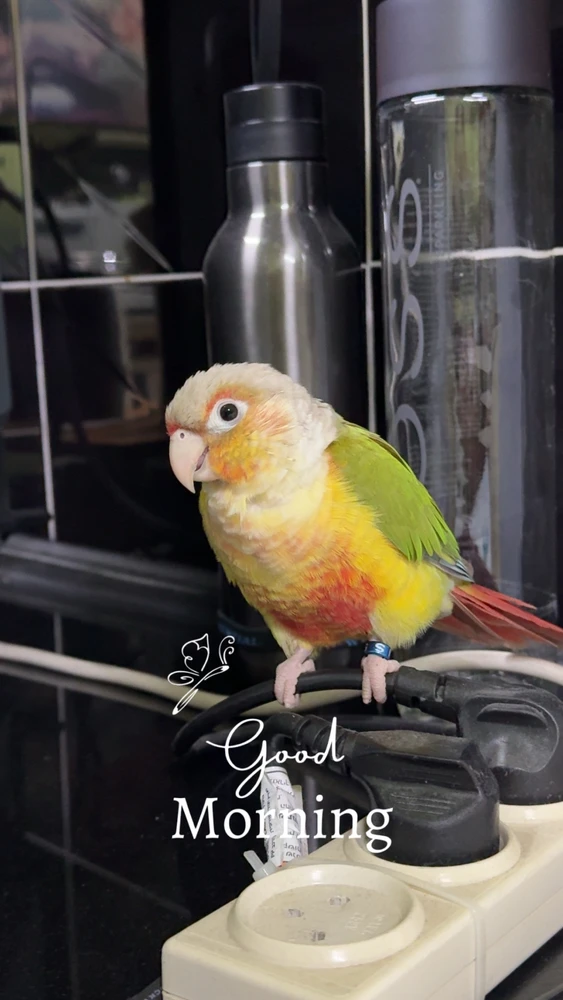 Gambar diunggah dening TifaRobert