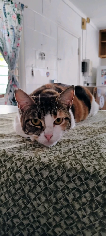 GIF uploaded by Antoinette