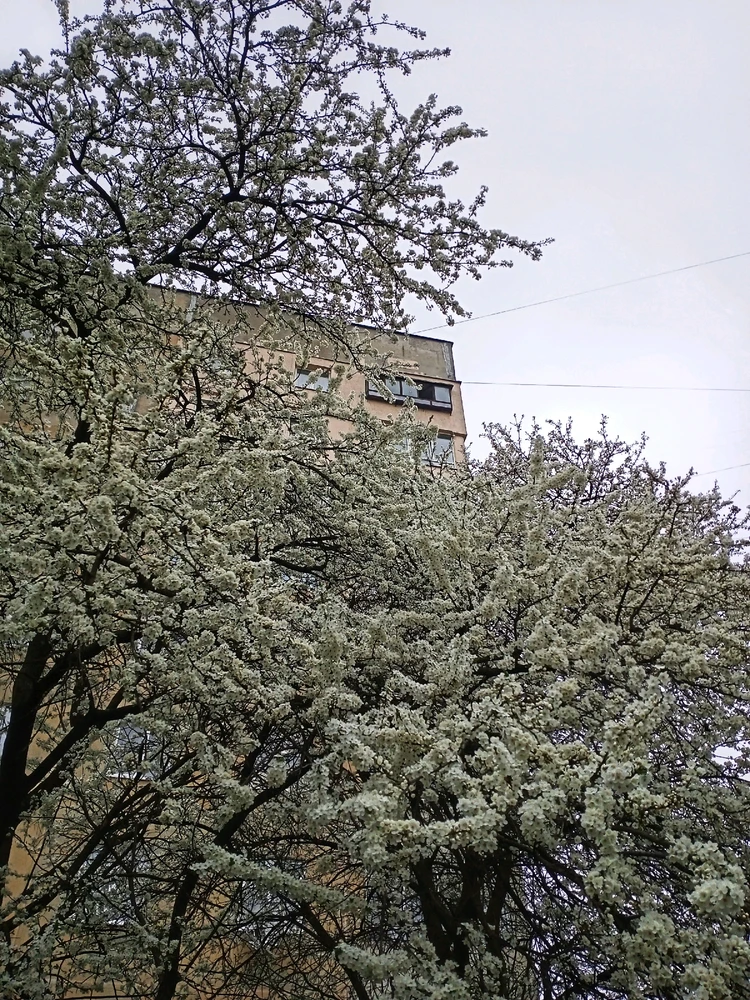 Зображення завантажив Black Mirror (⁠◔⁠‿⁠◔⁠)