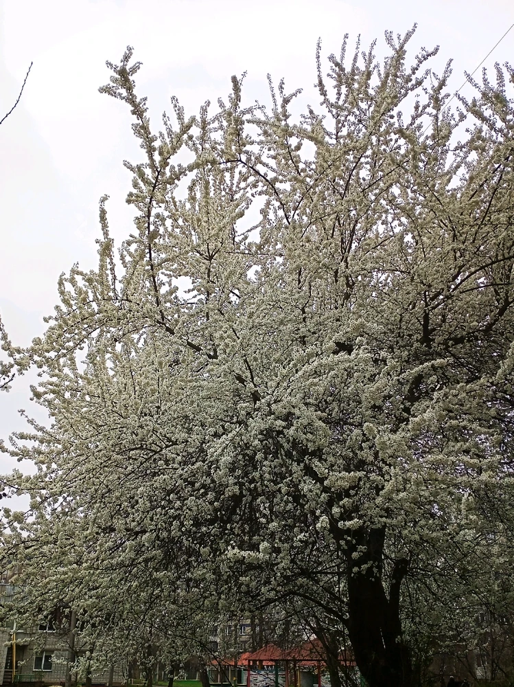 Зображення завантажив Black Mirror (⁠◔⁠‿⁠◔⁠)