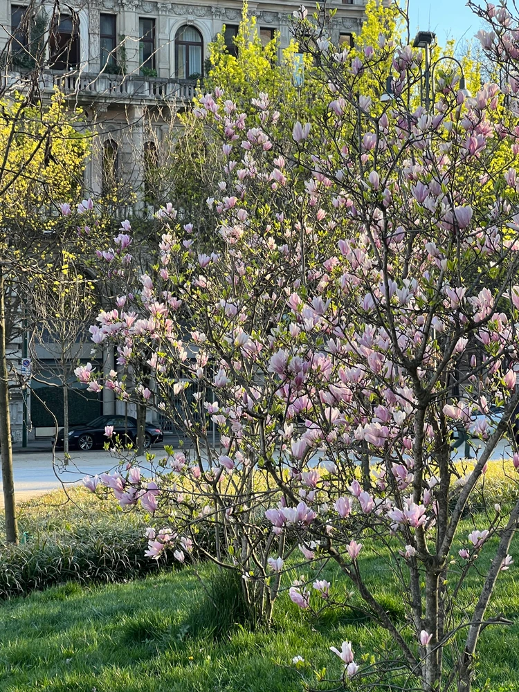 Immagine caricata da ryan