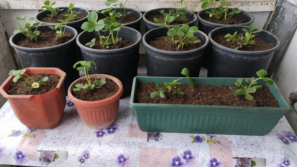 GIF uploaded by Milen