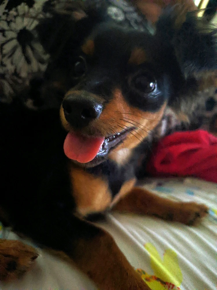 GIF enviado por Henrique