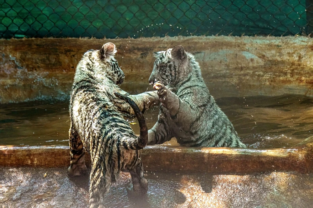 GIF uploaded by Anik Rao