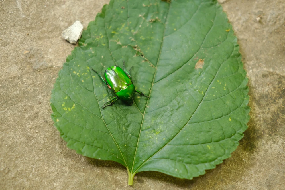 Image uploaded by Alo