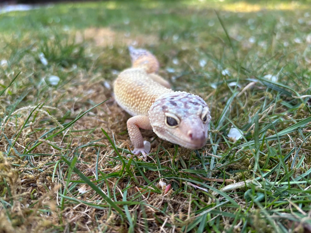 GIF hochgeladen von DJ