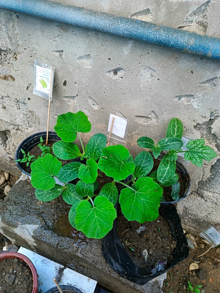 Image uploaded by Math