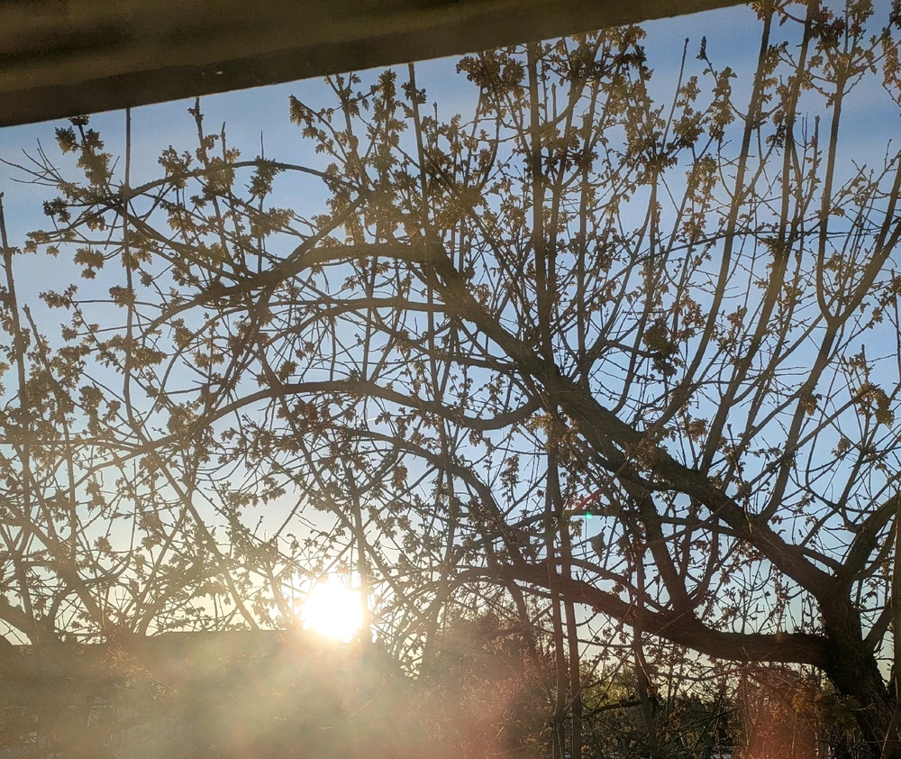 Image uploaded by Kea