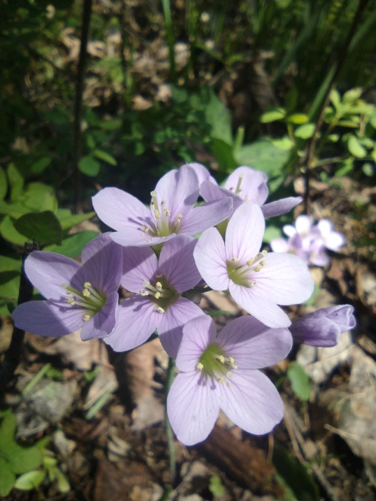 Lesbians used to give each other violets (I couldn't find any close by) to show their sapphic affection towards one another.