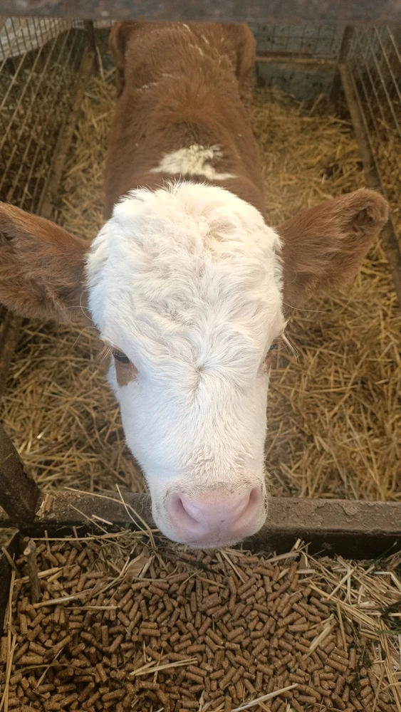 Damlacikolata3 tarafından yüklenen GIF