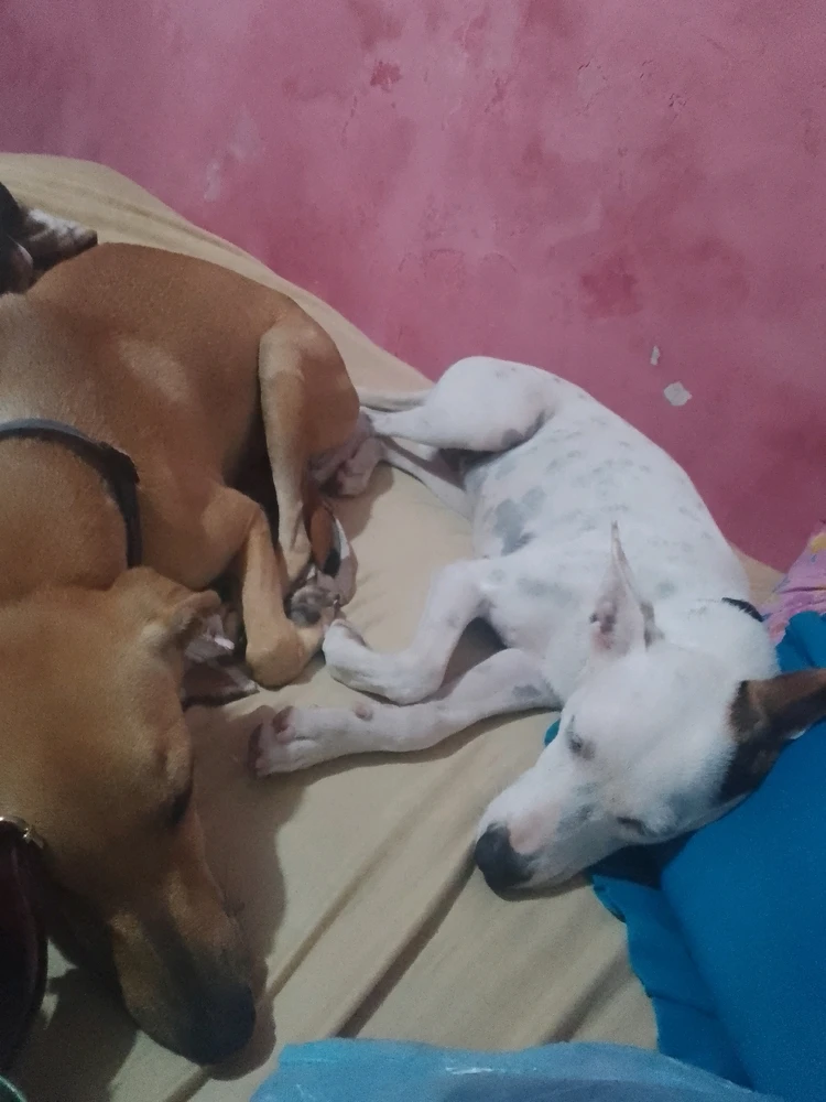 GIF subido por Pierina