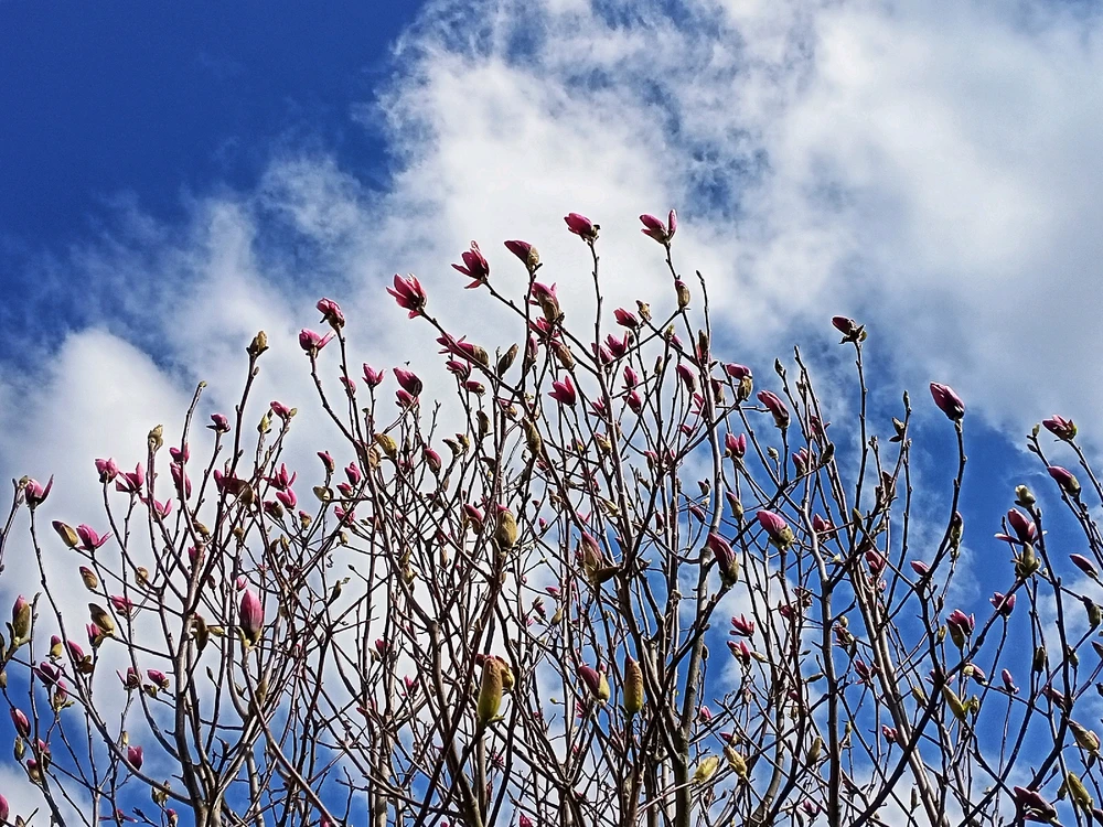 Зображення завантажив Black Mirror (⁠◔⁠‿⁠◔⁠)