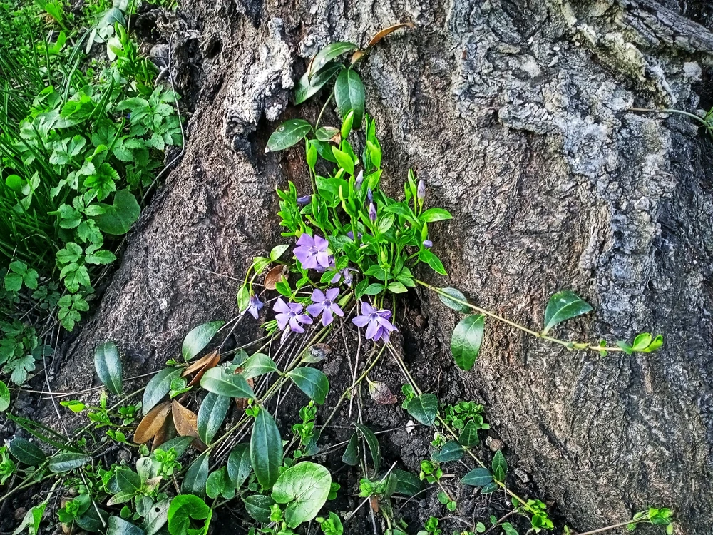 Зображення завантажив Black Mirror (⁠◔⁠‿⁠◔⁠)