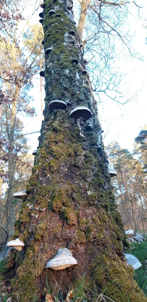 GIF hochgeladen von Marron