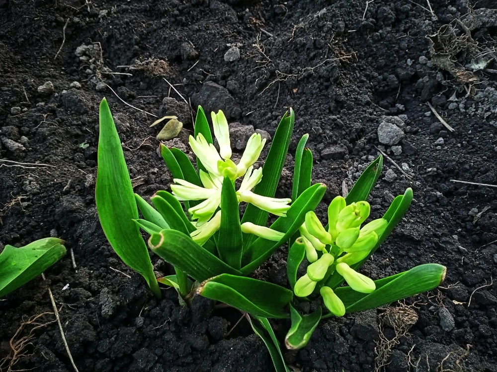 Image uploaded by Black Mirror (◔‿◔)