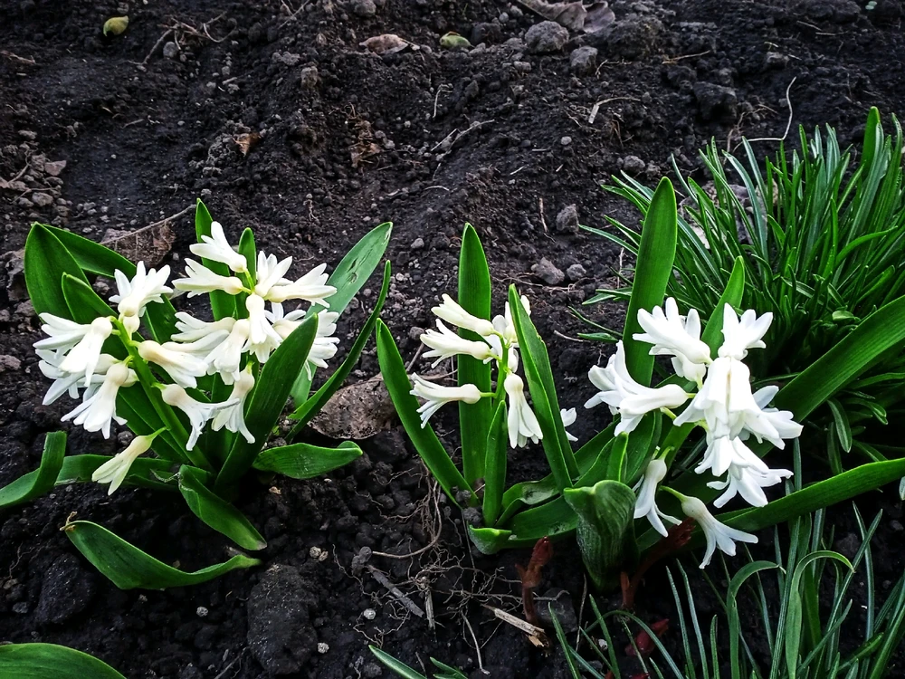 Image uploaded by Black Mirror (◔‿◔)