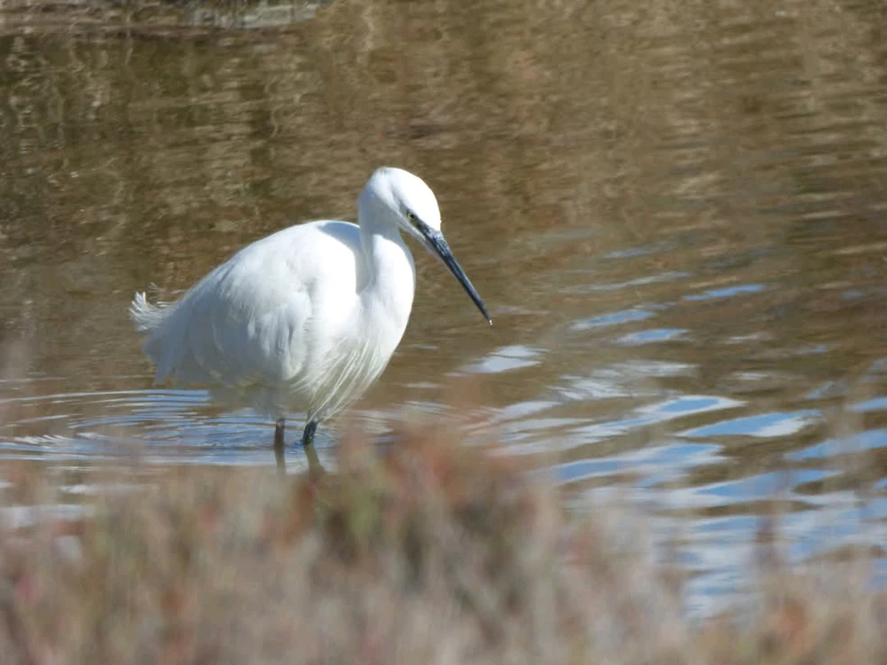 GIF ajouté par Rick