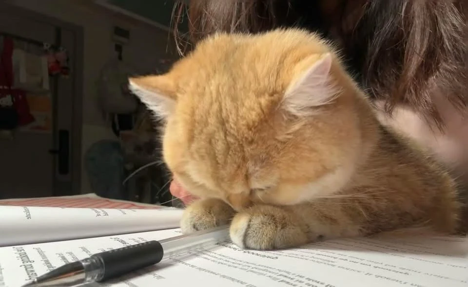 GIF được Han tải lên