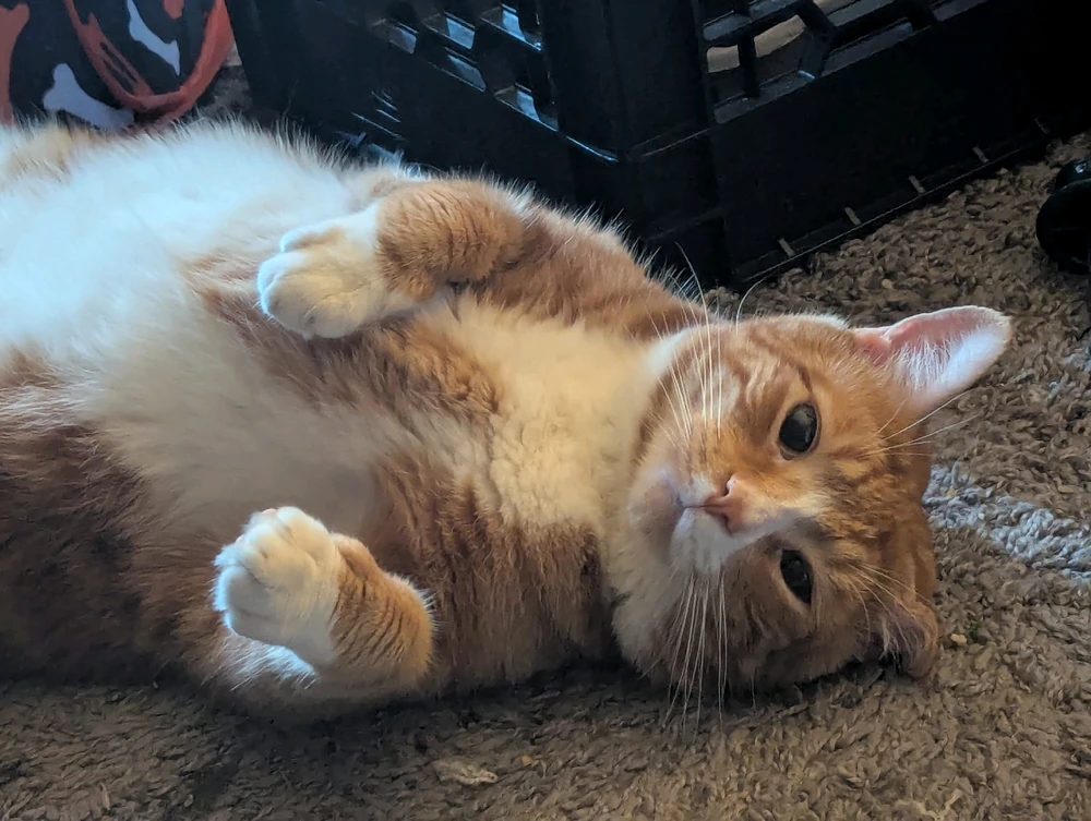 GIF uploaded by Anna