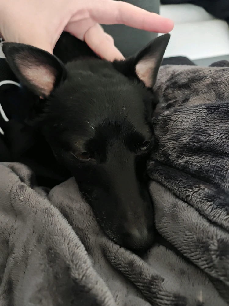 Image uploaded by Mercury