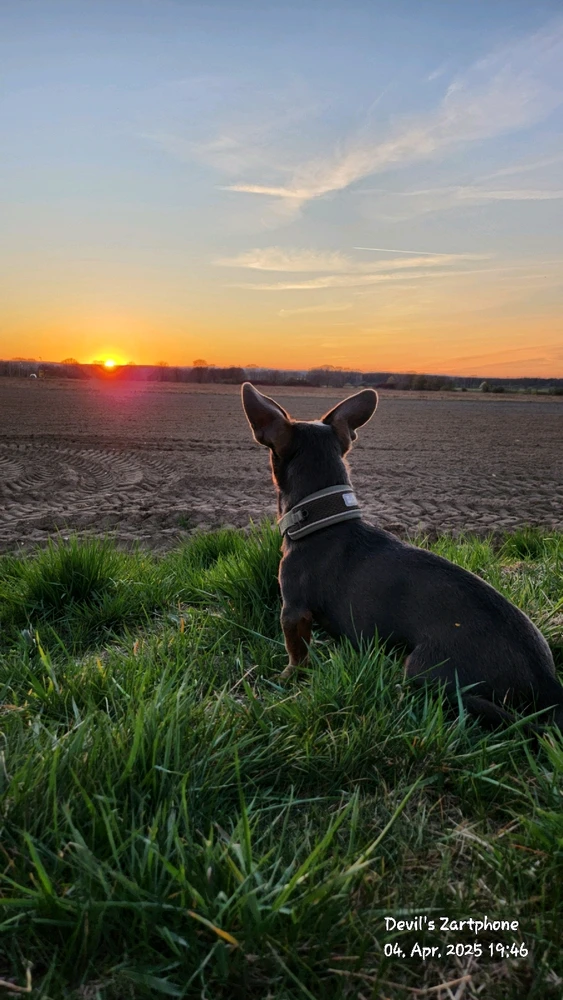 Bild hochgeladen von Devil