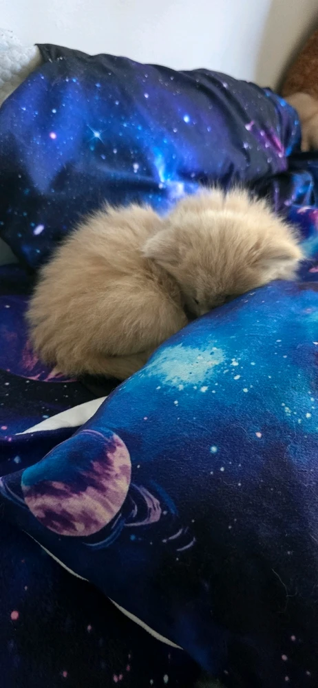 GIF uploaded by Katyusha