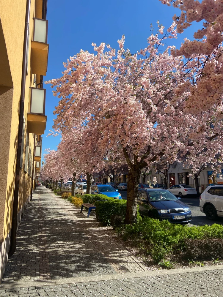 Obrázek nahrál Veronika