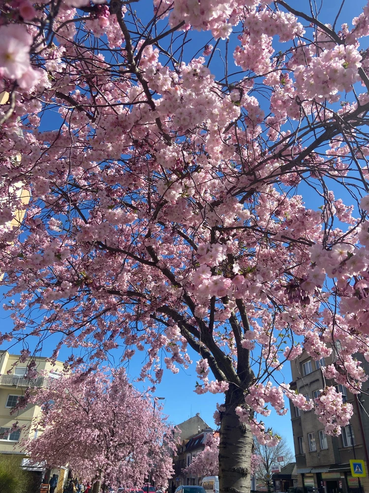 Obrázek nahrál Veronika