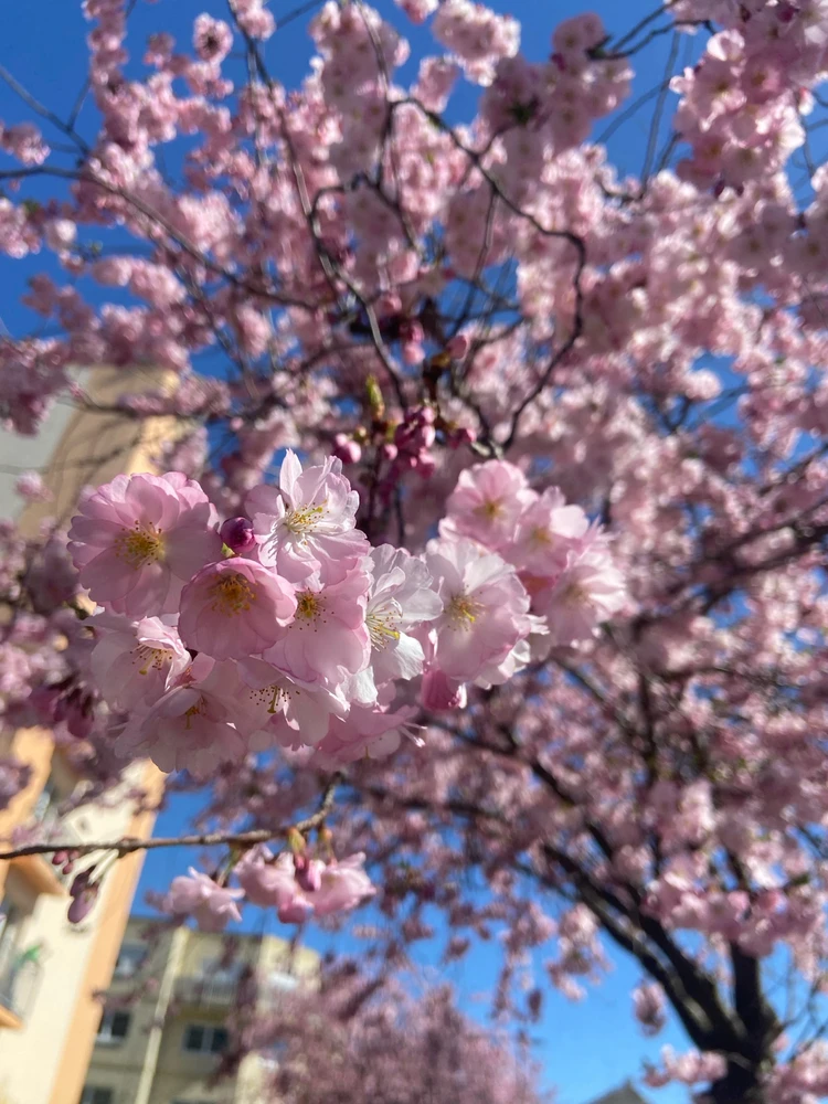 Obrázek nahrál Veronika