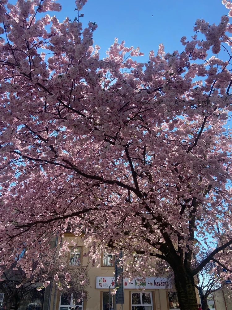 Obrázek nahrál Veronika