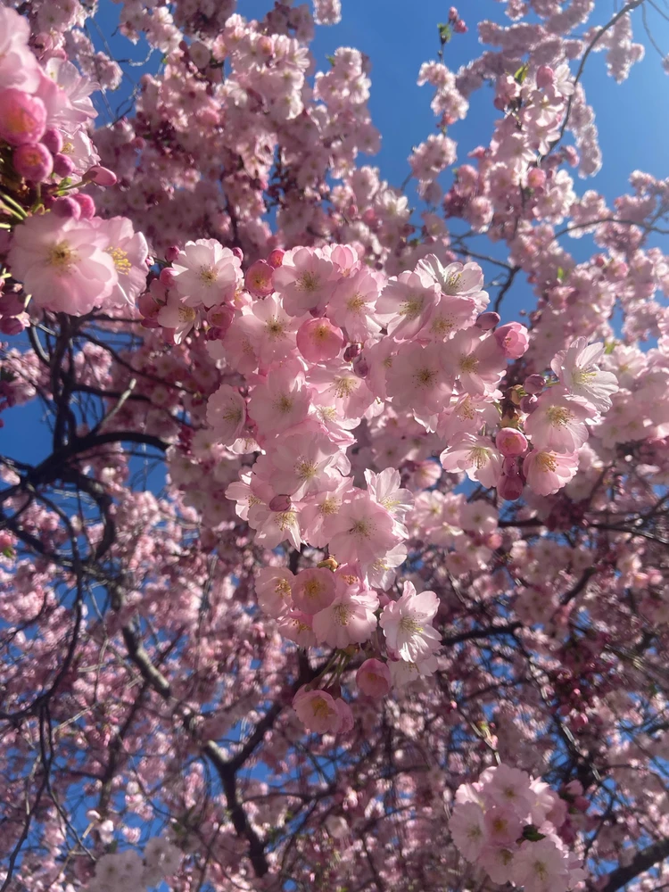 Obrázek nahrál Veronika