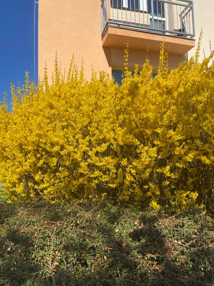 Obrázek nahrál Veronika