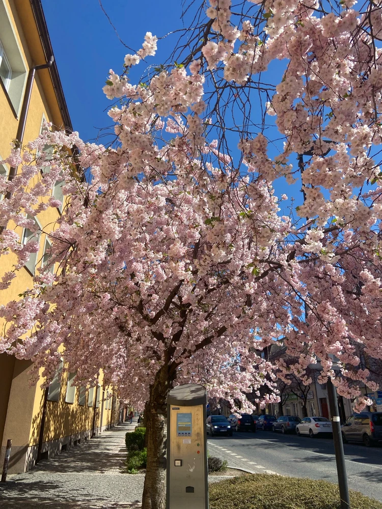 Obrázek nahrál Veronika