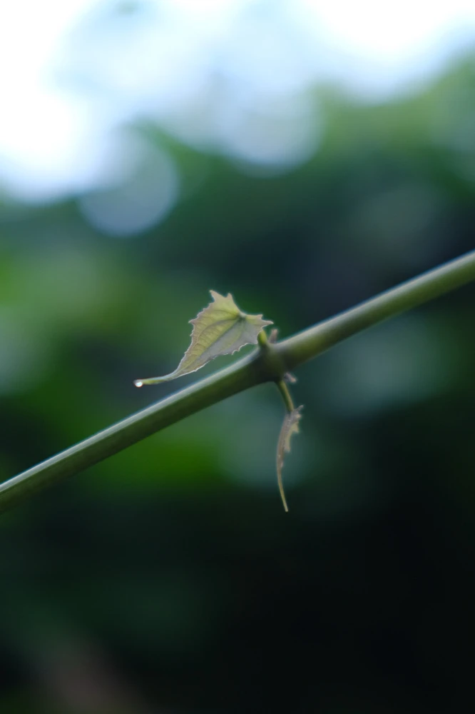 Image uploaded by Alo