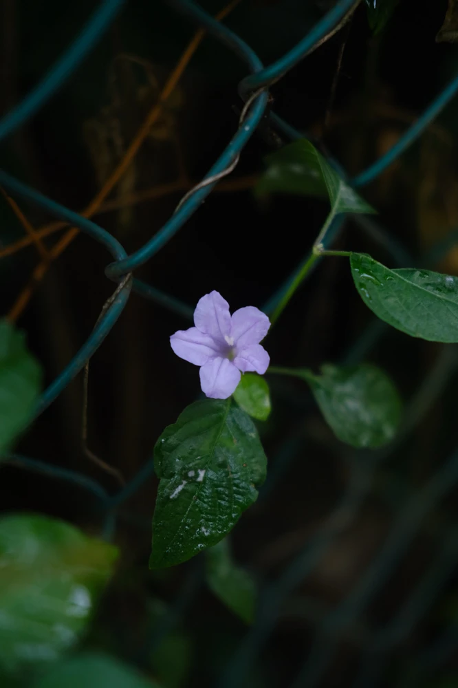 Image uploaded by Alo