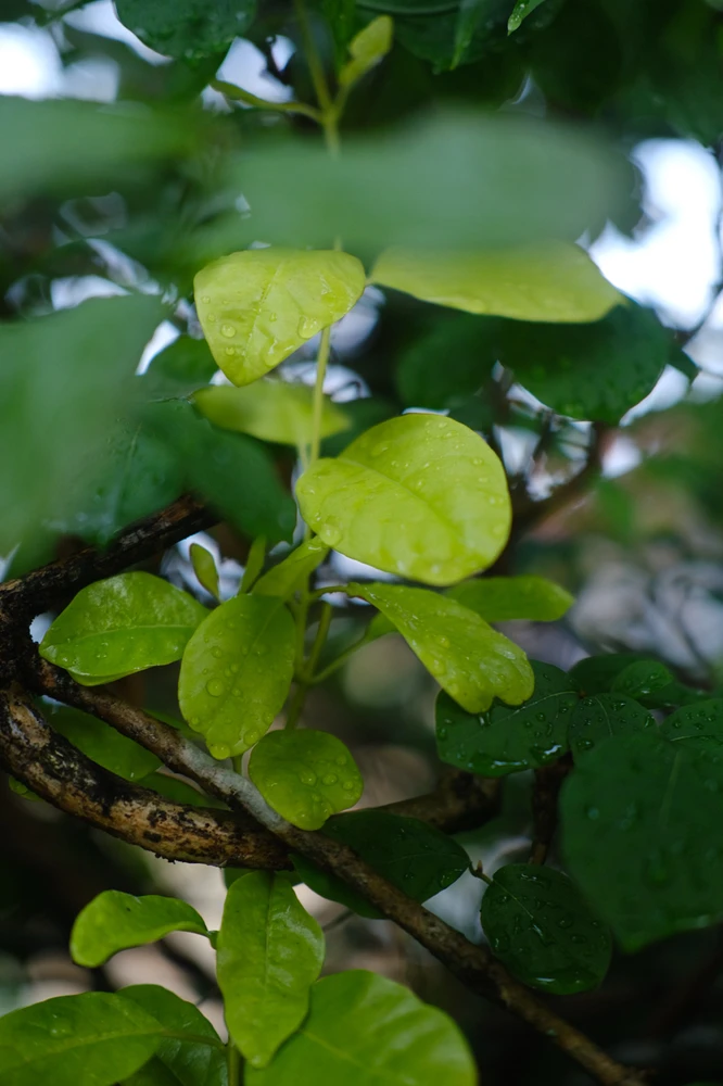 Image uploaded by Alo