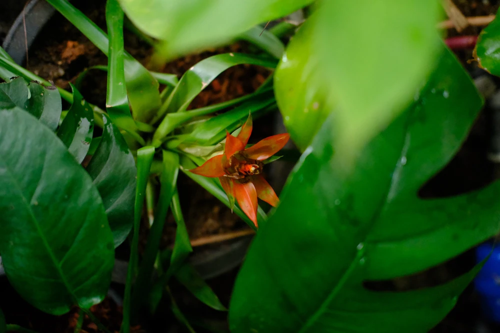 Image uploaded by Alo