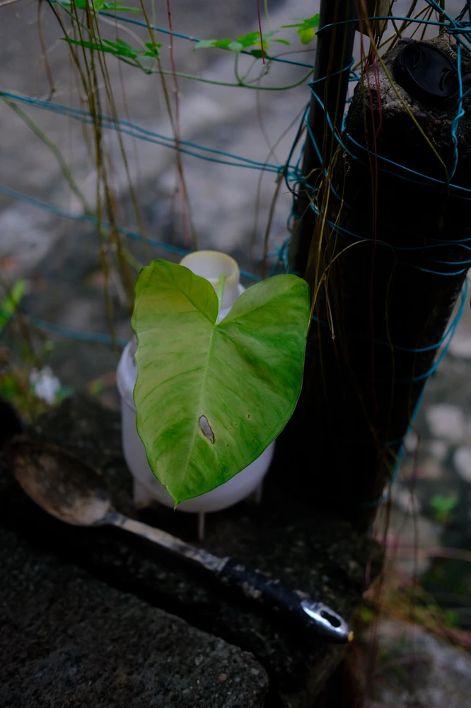 Image uploaded by Alo