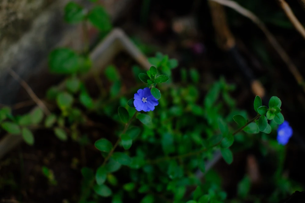 Image uploaded by Alo