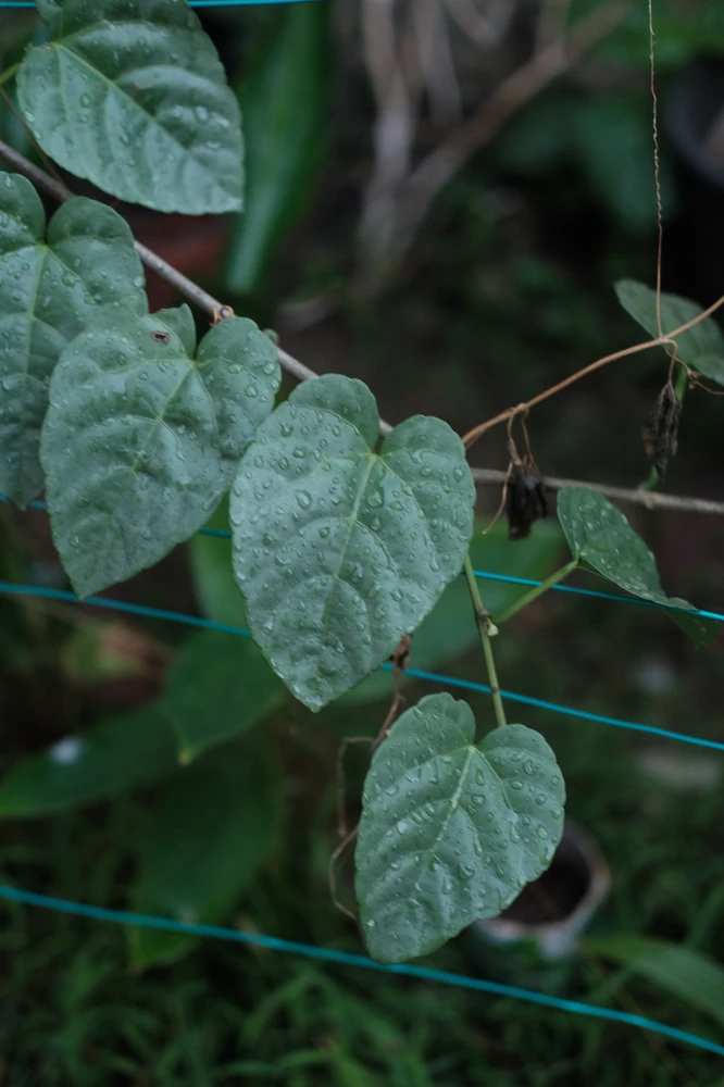 Image uploaded by Alo